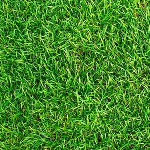 Evo Summer 20 – Evolution Parks – Compra desde el exterior